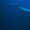 生活小知识：为什么深海动物长得特别大？