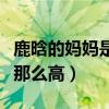 鹿晗的妈妈是谁（鹿晗回国后的人气为什么会那么高）