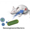2月22日用于癌症光疗的纳米工程细菌的开发