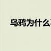 乌鸦为什么不强 乌鸦为什么上不了比赛 