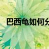 巴西龟如何分公母（它们分别有什么特点）