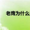 老鹰为什么打不过雄鹿 老鹰为什么摆烂 