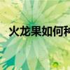 火龙果如何种植盆栽（火龙果盆栽怎么种）