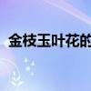 金枝玉叶花的养殖方法和注意事项仙仙客来