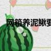 网箱养泥鳅要多深水位合适（网箱养泥鳅）