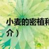 小麦的密植和深耕（关于小麦的密植和深耕简介）