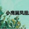 小鹰翼凤凰螺（关于小鹰翼凤凰螺简介）