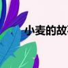 小麦的故事（关于小麦的故事简介）