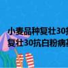 小麦品种复壮30抗白粉病基因的研究及利用（关于小麦品种复壮30抗白粉病基因的研究及利用简介）