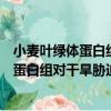 小麦叶绿体蛋白组对干旱胁迫响应的研究（关于小麦叶绿体蛋白组对干旱胁迫响应的研究简介）