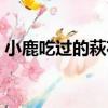 小鹿吃过的萩花（关于小鹿吃过的萩花简介）