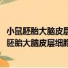 小鼠胚胎大脑皮层细胞的DNA双链断裂应答机理（关于小鼠胚胎大脑皮层细胞的DNA双链断裂应答机理简介）