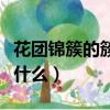 花团锦簇的簇的意思（花团锦簇的簇的意思是什么）