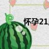 怀孕21周（关于怀孕21周介绍）