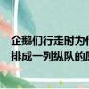 企鹅们行走时为什么经常排成一列纵队（企鹅们行走时经常排成一列纵队的原因）