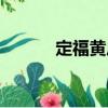 定福黄庄（关于定福黄庄介绍）