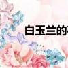 白玉兰的花语是什么（白玉兰介绍）