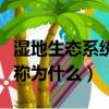 湿地生态系统有什么之称（湿地生态系统又被称为什么）