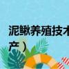 泥鳅养殖技术亩产多少公斤（泥鳅养殖技术亩产）