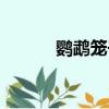 鹦鹉笼子怎么布置（鹦鹉笼子）