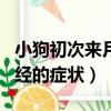 小狗初次来月经的症状有哪些（小狗初次来月经的症状）