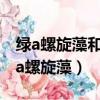 绿a螺旋藻和程海牌螺旋藻哪个质量好些（绿a螺旋藻）