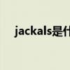 jackals是什么意思（jackass什么意思）