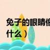 兔子的眼睛像什么一年级语文（兔子的眼睛像什么）