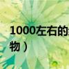 1000左右的结婚礼品（1000元左右的结婚礼物）