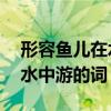 形容鱼儿在水中游的词语AAB（形容鱼儿在水中游的词）