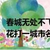 春城无处不飞花打一城市名称（春城无处不飞花打一城市名）