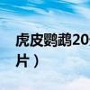 虎皮鹦鹉20天发育图（虎皮鹦鹉幼鸟20天图片）