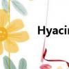 Hyacinth英文名（hyacinth）