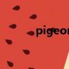 pigeon英语怎么读（pigeon）