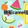 骆驼camel是什么牌子（camel骆驼官方商城）