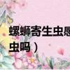 螺蛳寄生虫感染人体有什么症状（螺蛳有寄生虫吗）