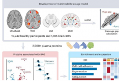 研究发现 13 种与大脑衰老密切相关的蛋白质