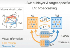 研究人员发现大脑视觉网络中的新连接规则